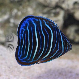 海水观赏鱼 珊瑚 海洋生物 白尾蓝环呦鱼 死亡包赔