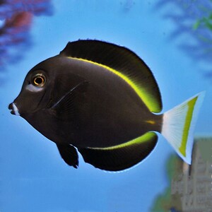 海水观赏鱼海鱼活体水族宠物顺丰包活五彩吊养定开口