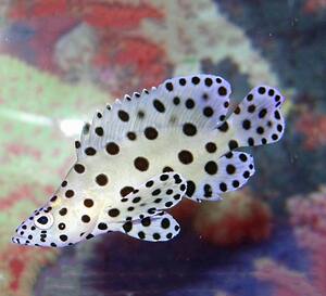 海水观赏鱼星点老鼠斑 海水鱼缸热带鱼宠物活体