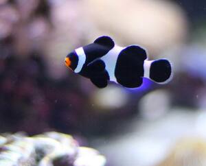 海水鱼活体珊瑚海明小丑鱼澳洲人工红嘴黑公子促销