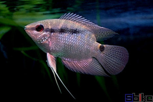 南美热带观赏鱼 群游小型慈鲷鱼 画眉鲷 温顺易饲养5-7厘米现货