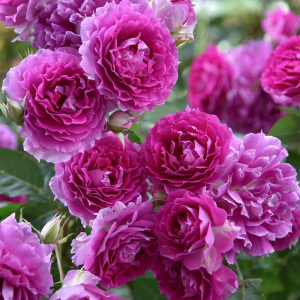 伟伟园艺 天方夜谭灌木月季开花机器抗病四季开花浓香盆栽玫瑰