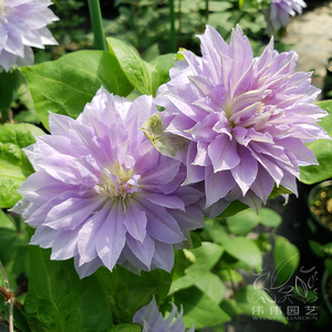 伟伟园艺 铁线莲重瓣丹妮 新老枝都开重瓣花庭院花园攀援花卉美观