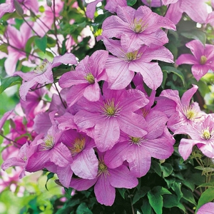 伟伟园艺 包查德伯爵夫人铁线莲 红色版伯爵夫人新手推荐生长强健