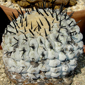 仙人球 强刺  黑王丸  copiapoa cinerea  10粒种子 包邮