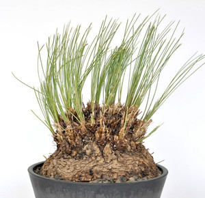 【块根西番莲】块根西番莲品牌,价格 - 阿里巴巴