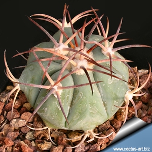 仙人球 太平丸 平丸 echinocactus horizonthalonius 20粒种子