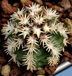 【仙人球青花虾】仙人球青花虾品牌,价格 - 阿里巴巴