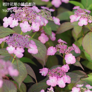 日本 山绣球 丘比特 矮生中小型 日系 小清新 山紫阳花 盆栽 耐寒