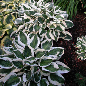 玉簪 爱国者 年度玉簪hosta patriotic盆栽 银边 宿根 耐寒 耐阴