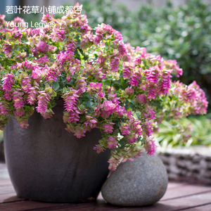 牛至 贝丽西蒙 红花丰花 香草origanum bellissimo盆栽 宿根 新品