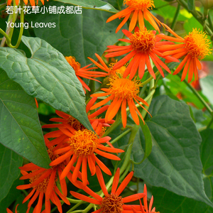 【火焰藤花】火焰藤花品牌,价格 - 阿里巴巴