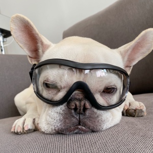 宠物狗狗眼镜法斗眼镜巴哥护目镜斗牛机车摩托眼镜拍照头饰包邮