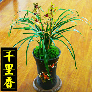 送肥清香型蕙兰【千里香】兰花苗盆栽室内花卉好养