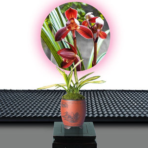 黄金万两盆栽兰花