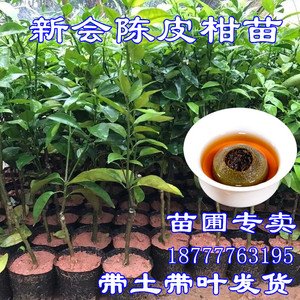 正宗新会陈皮柑果苗茶枝柑苗小青柑橘子制普洱茶嫁接桔子树苗