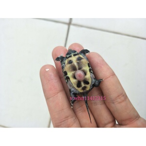 精品草龟苗黄肉草龟田黄草金线草龟苏北草龟苗