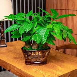 复古陶瓷多肉花盆简约送托盘金钱树发财树盆子阳台会所茶几小盆景
