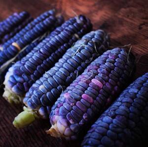 传家宝蓝玉米种子小蓝 迷你甜甜的口感很棒~非转基因盆栽荒漠一瞥