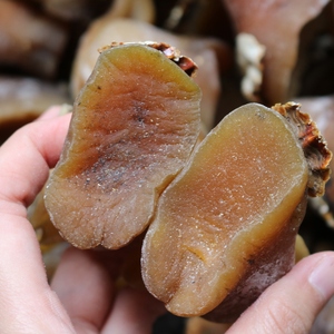 美国原只红螺头500g螺头干货 深海非响螺片自家生晒响螺嘴海螺肉