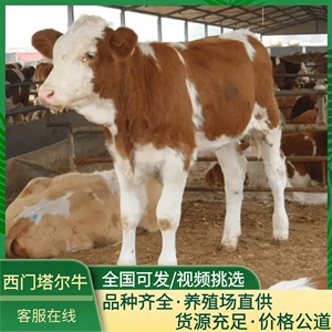 牛犊子活牛西门塔尔牛犊母牛活苗牛仔肉牛犊小牛黄牛犊养殖技术