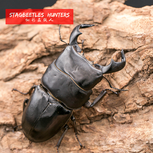 锹形虫猎人—牛头扁锹成虫对虫(锹甲 甲虫 大兜虫)