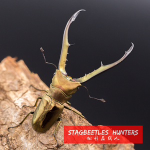 锹形虫猎人 cmf cms 美他利佛细身锹形虫成/幼虫 (甲虫 锹甲 )