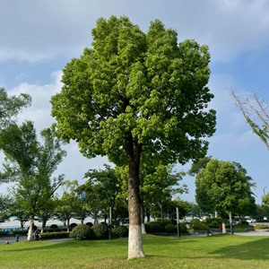 大型香樟树苗庭院行道四季常青绿化工程风景树驱蚊防虫小叶香樟苗