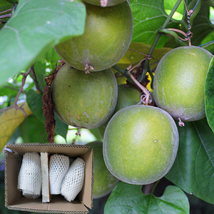 现货可发现摘新鲜罗汉果生果鲜果广西桂林特产永福新果茶散装泡茶