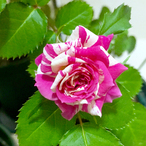 闪电舞月季大苗阳台条纹多头欧月四季花盆栽庭院花卉地栽绿植浓香