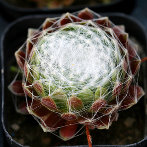 蛛丝卷绢 多肉植物 易爆盆群生 耐半阴 办公桌 带盆发货 满额包邮