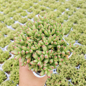 小天狗多肉植物大盆多头群生老桩绿植花卉室内阳台多肉盆栽包邮