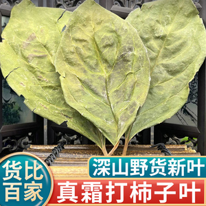 河南柿子叶中药霜降后野生新鲜压降泡茶泡水喝非霜后秋后柿子叶粉