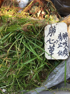 中药材四川小叶肺心草肺筋草蛆儿草土瞿麦金线吊白米 干货 500克