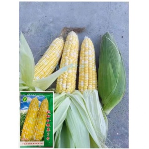 水果玉米广东农科院粤蔬超甜金银粟2号玉米种子皮薄渣少好吃