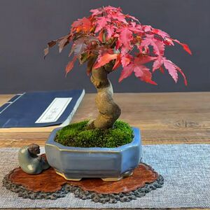老桩三角枫小叶红叶三角枫唐枫矮霸三角枫带盆发货枫树盆景3人付款
