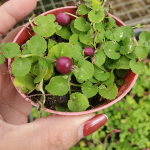 爬藤水陆缸雨林缸假山吸水石造景绿植盆栽喜湿铜锤玉带草