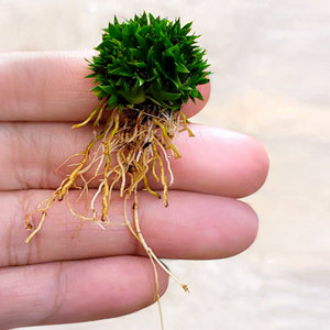 蝉小川菖蒲 名贵品种蒲草文人草就是小茶几观叶植物
