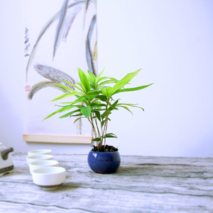 姬箬竹日本品种小型散生竹有竹鞭禅意玄关盆栽桌面茶桌书房