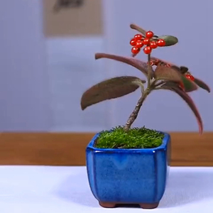 虎舌红室内盆栽植物雨林缸造景绿植桌面观叶观果小盆景庭院阳台