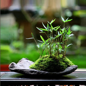 韩国黑竹紫竹小盆栽日本屋久岛竹绿植四季常绿观赏竹小微型竹子