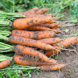 湖南本地新鲜蔬菜胡萝卜 农家种植小红萝卜脆甜多汁宝宝辅食3斤