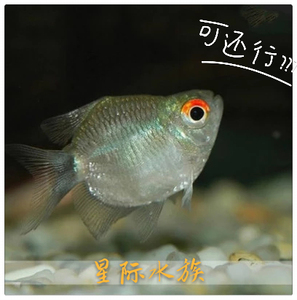 银屏灯鱼