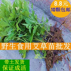 野生艾草盆栽