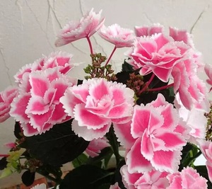 花团家 闪闪星 日本新品绣球花苗 可调色 包对版 阳台庭院盆栽