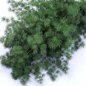 惠鲜汇 蓬莱松新鲜 松树针叶鲜花草酒店西餐餐饮摆盘装饰松针