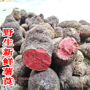 深山原生态新鲜薯莨 薯莨苗纯天然血三七苗野生鸡血莲苗盆栽药材