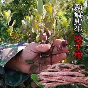 【山捻子根】山捻子根品牌,价格 - 阿里巴巴