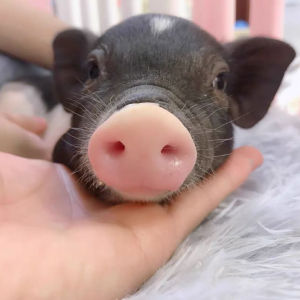 家养宠物猪可爱
