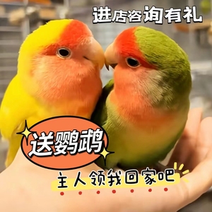 桃脸牡丹鹦鹉活鸟活物小鸟成年繁殖手养黄桃绿桃学说话宠物鸟家养